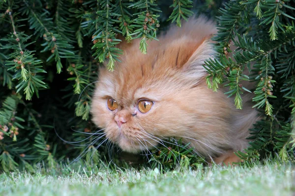Perzische Kat Een Van Oudste Meest Populaire Ras Katten — Stockfoto
