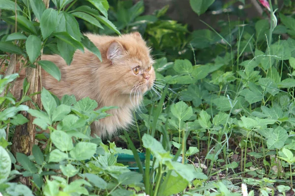 Die Perserkatze Ist Eine Der Ältesten Und Beliebtesten Rassekatzen — Stockfoto