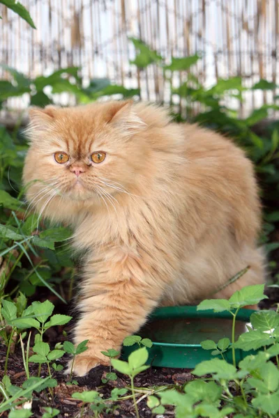 Farsça Kedi Eski Popüler Doğurmak Cats Biridir — Stok fotoğraf