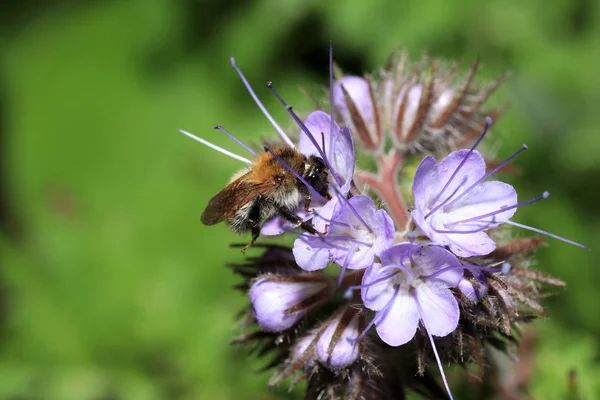 Vilda Bin Alla Bee Arter Apoidea Med Undantag Honungsbin Och — Stockfoto