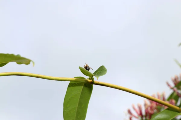 Las Abejas Silvestres Son Todas Especies Abejas Apoidea Con Excepción — Foto de Stock