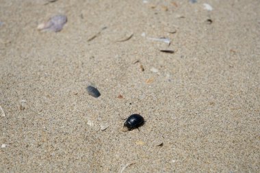 Yalnız Atlantic beach bahar Portekiz ışık ile şişer