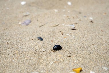 Yalnız Atlantic beach bahar Portekiz ışık ile şişer