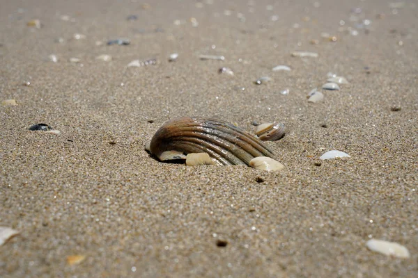 Yalnız Atlantic beach bahar Portekiz ışık ile şişer