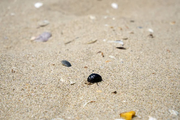 Yalnız Atlantic beach bahar Portekiz ışık ile şişer