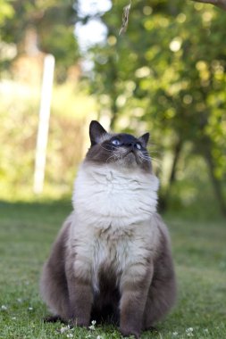 Norveçli orman kedi yarı-uzun saçlı kediler biridir