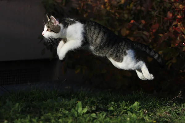 Jeune Chat Gris Blanc Européen Poil Court Joue Dans Jardin — Photo