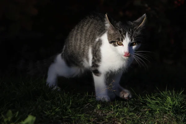 เทา ขาว โรป ผมส แมว นในสวน — ภาพถ่ายสต็อก