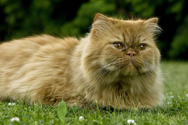 Persian Cat One Oldest Most Popular Breed Cats — Stock Photo, Image