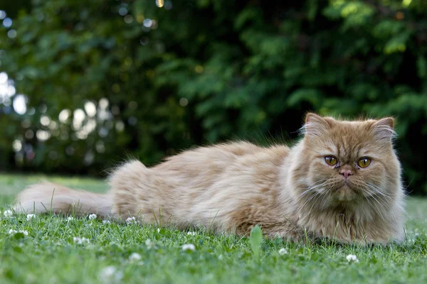 Farsça Kedi Eski Popüler Doğurmak Cats Biridir — Stok fotoğraf