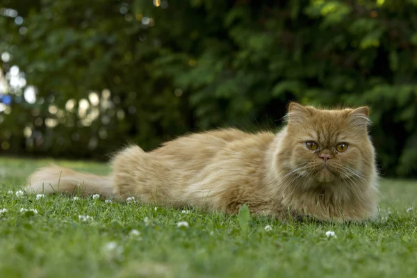 Персидский Кот Является Одним Старейших Самых Популярных Кошек Породы — стоковое фото