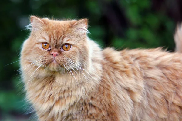 Záběry Detail Hlavy Šedé Pruhované Evropská Krátkosrstá Kočka — Stock fotografie