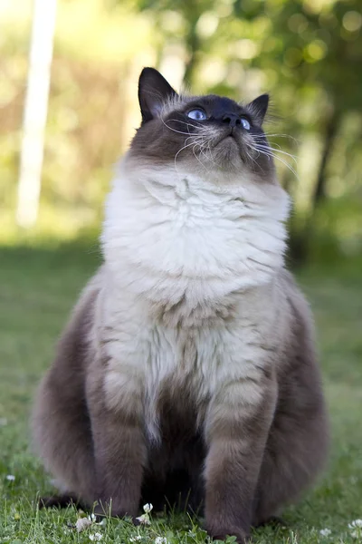 Норвезька Лісова Кішка Однією Половини Довгий Волосся Кішок — стокове фото