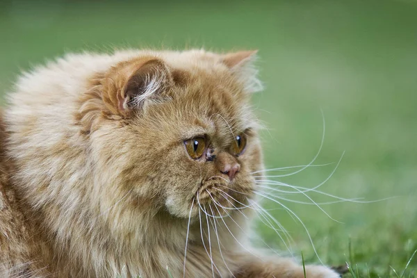 Farsça Kedi Eski Popüler Doğurmak Cats Biridir — Stok fotoğraf