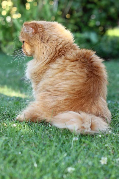 Die Perserkatze Ist Eine Der Ältesten Und Beliebtesten Rassekatzen — Stockfoto