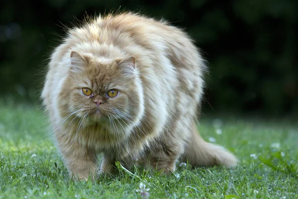 Farsça Kedi Eski Popüler Doğurmak Cats Biridir — Stok fotoğraf
