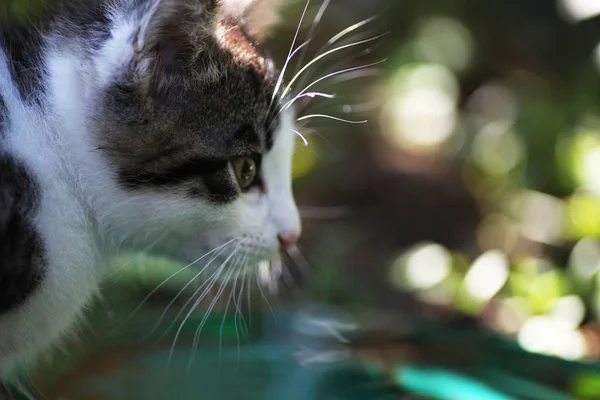 쇼트헤어 고양이 정원에서 — 스톡 사진