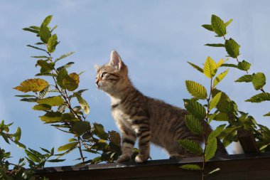 Küçük gri Avrupa stenografi kedi oynarken fotoğrafı