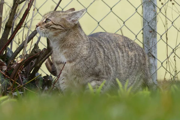 小さなヨーロッパ猫を再生しながら撮影 — ストック写真