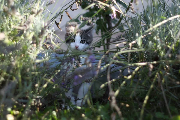 Kleine Graue Europäische Kurzhaarkatze Beim Spielen Fotografiert — Stockfoto