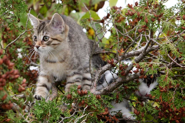 Pequeño Gris Europeo Taquigrafía Gato Fotografiado Mientras Jugando — Foto de Stock