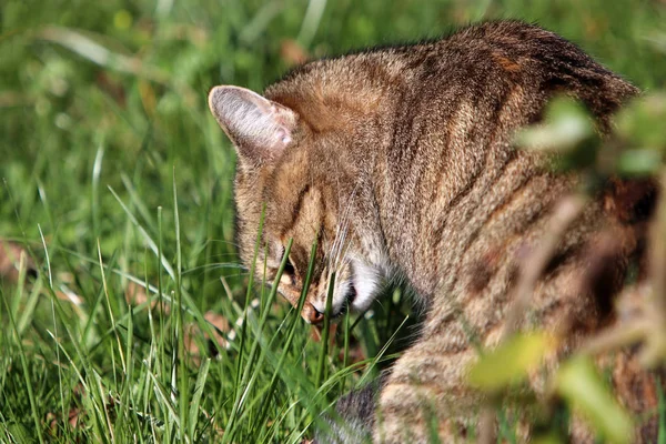 Pequeno Gato Europeu Shorthair Fotografado Enquanto Joga — Fotografia de Stock