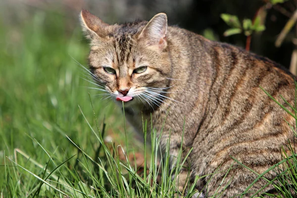 Pequeño Gris Europeo Taquigrafía Gato Fotografiado Mientras Jugando — Foto de Stock