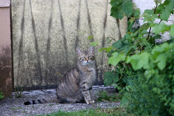 小さな灰色ヨーロピアンショートヘア猫を再生しながら撮影 — ストック写真