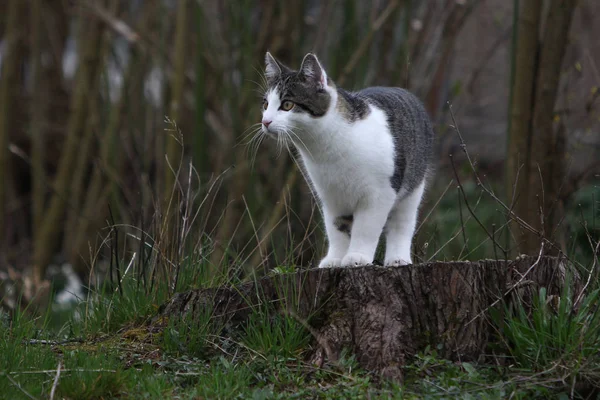 Small Gray European Shorthair Cat Photographed While Playing — Stock Photo, Image