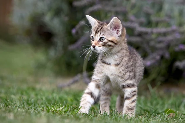 Pequeño Gris Europeo Taquigrafía Gato Fotografiado Mientras Jugando — Foto de Stock