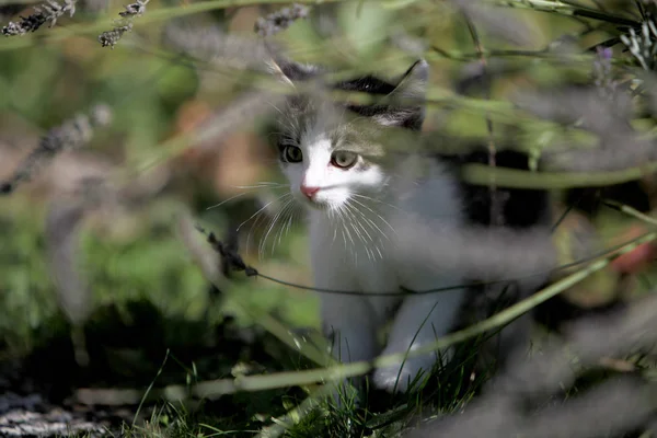 Petit Chat Européen Gris Poil Court Photographié Jouant — Photo