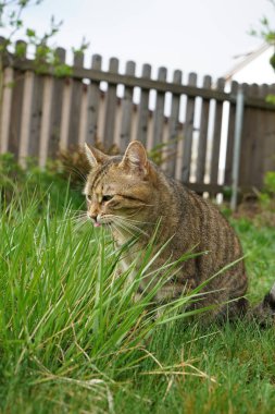 Küçük gri Avrupa stenografi kedi oynarken fotoğrafı