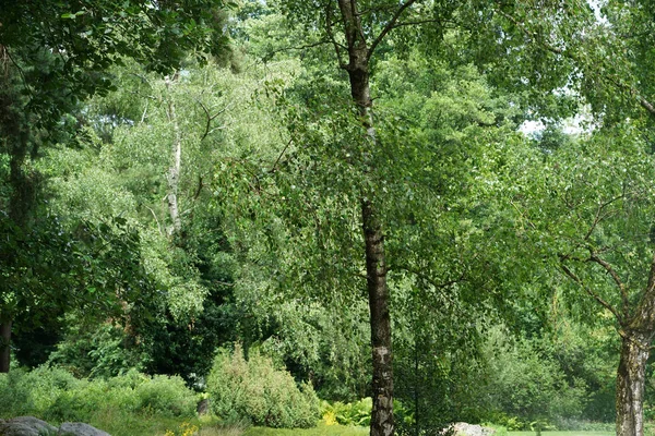 Kamu de park Almanya'da kurtarmak için yaz aylarında yapılmaktadır.