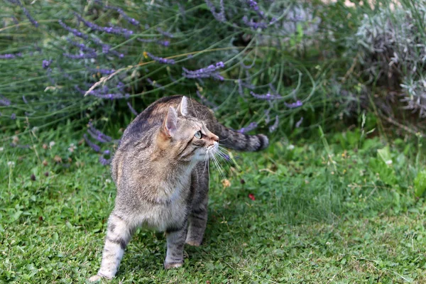 ภาพรายละเอ ยดของห วของแมวผมส โรปส เทา — ภาพถ่ายสต็อก