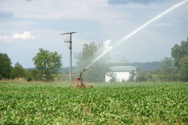 Özellikle sıcak yaz günlerinde ayrıca Almanya alanlarında sulanan gerekir.