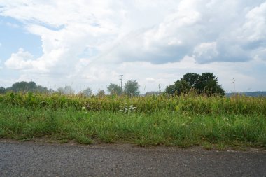 Uzun yağmur tarım eksikliği Almanya'da kuraklık kalıcı yapay sulama gerektirir