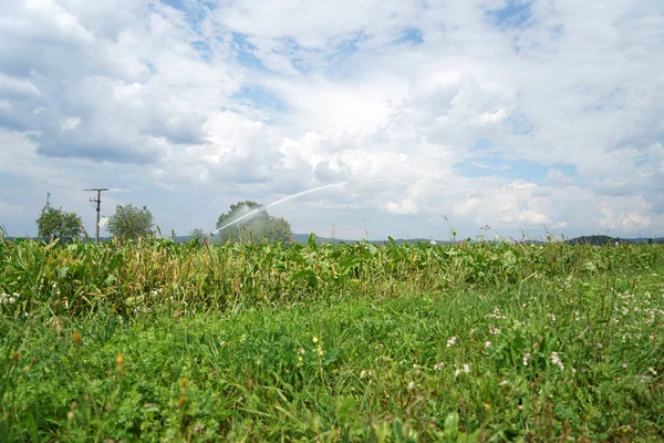 Pada Hari Hari Musim Panas Khususnya Ladang Jerman Harus Diairi — Stok Foto