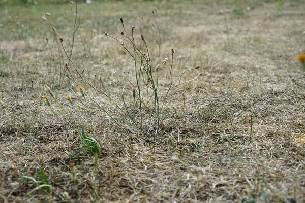 Extreme Hitte Duitsland Leidt Tot Enorme Verliezen Oogst Van Maïs — Stockfoto