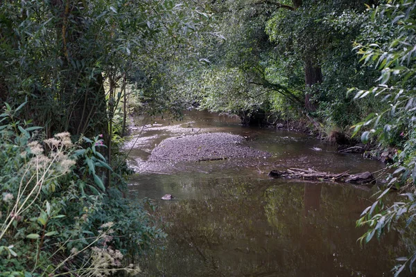 Chaleur Extrême Allemagne Entraîne Énormes Pertes Dans Récolte Maïs Maïs — Photo