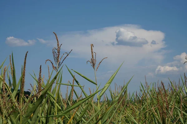 Calor Extremo Alemania Conduce Enormes Pérdidas Cosecha Maíz Maíz Agricultura — Foto de Stock