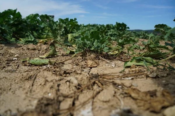ドイツの極端な暑さはトウモロコシと農業でトウモロコシの収穫で莫大な損失につながる — ストック写真
