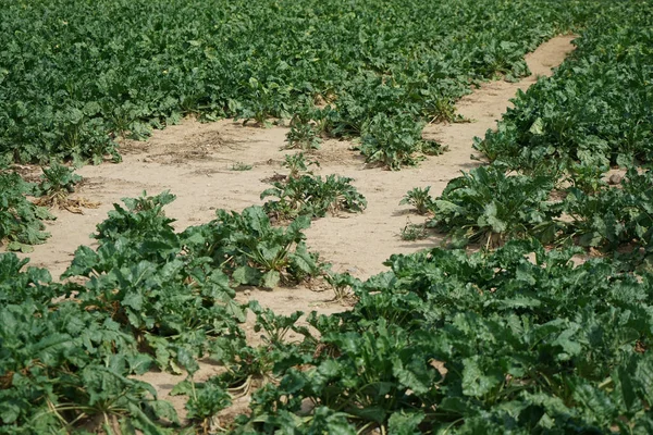 Calor Extremo Alemania Conduce Enormes Pérdidas Cosecha Maíz Maíz Agricultura —  Fotos de Stock