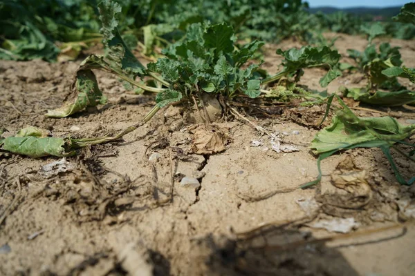 ドイツの極端な暑さはトウモロコシと農業でトウモロコシの収穫で莫大な損失につながる — ストック写真