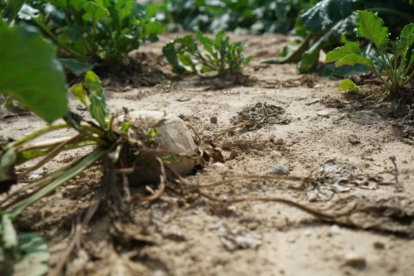 Calor Extremo Alemanha Leva Enormes Perdas Colheita Milho Milho Agricultura — Fotografia de Stock