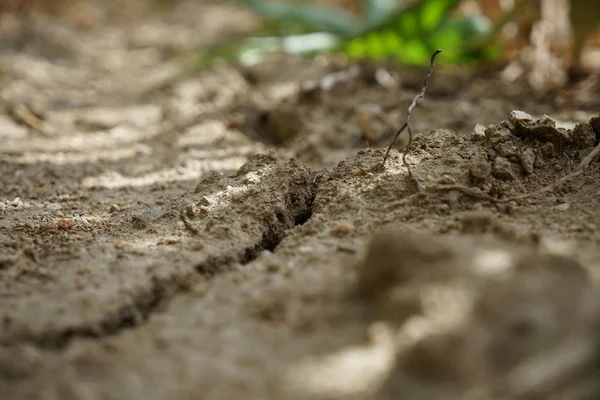 Extreme Hitze Deutschland Führt Enormen Ernteausfällen Der Landwirtschaft — Stockfoto