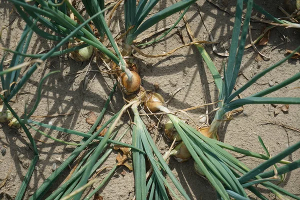 Calor Extremo Alemanha Leva Enormes Perdas Colheita Milho Milho Agricultura — Fotografia de Stock