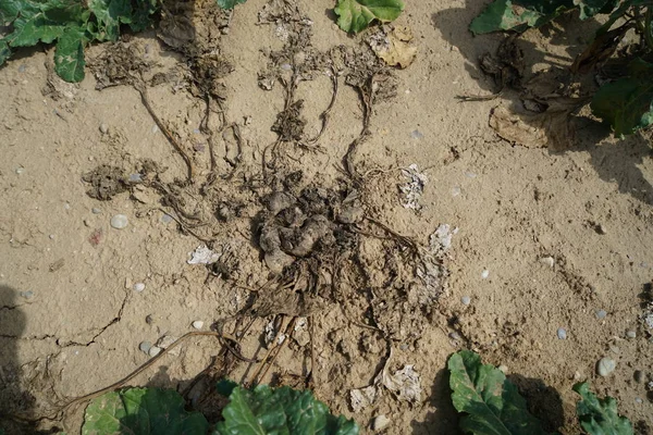 Calor Extremo Alemanha Leva Enormes Perdas Colheita Milho Milho Agricultura Fotos De Bancos De Imagens Sem Royalties