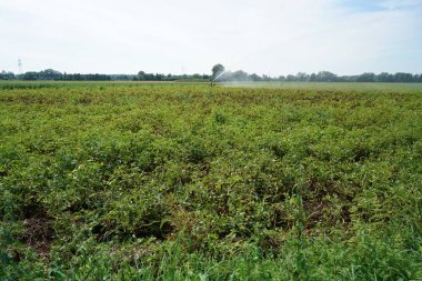 Uzun yağmur tarım eksikliği Almanya'da kuraklık kalıcı yapay sulama gerektirir