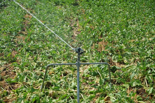 人工的な潅漑農業で雨の不足のためにドイツのために干ばつを長続きが必要です — ストック写真