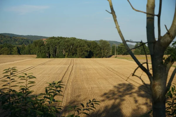 독일에서 여름에 수확된 — 스톡 사진